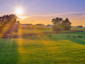 Paarden