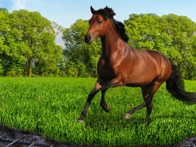 Horses_header_horse master