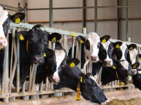 Bonsilage Fit_koeien op stal.jpg