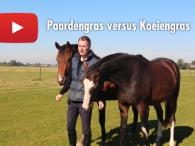 paardengras vs koeiengras 