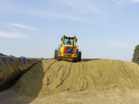 Bonsilage Mais