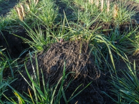 Proterra Maize
