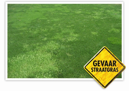 Gevaar straatgras