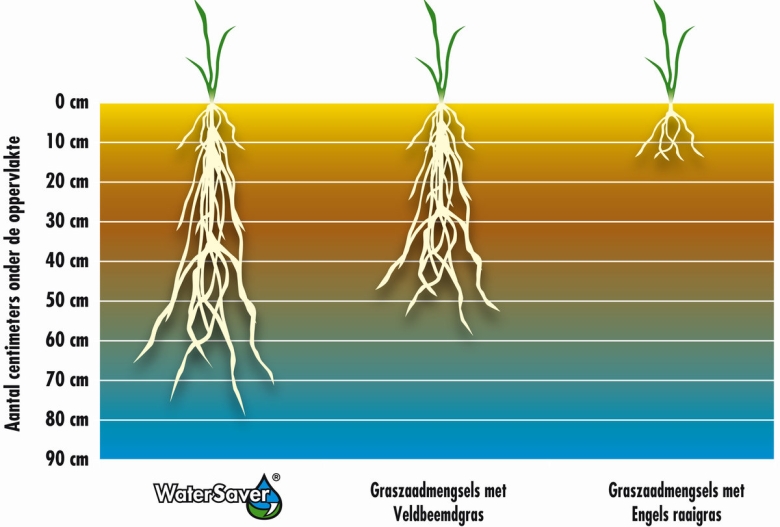 WaterSaver uitlopers en wortels