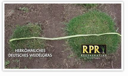 RPR_DE-Dichtere_Grasmat.jpg