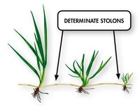RPR Determinate stolons