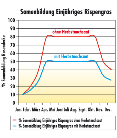 GRAPH-DE_Samenbildung-Einjähriges-Rispengras.png