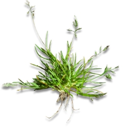 Straatgras poa annua plant