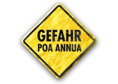 Visual_link_DE_Poa-Annua-900.jpg