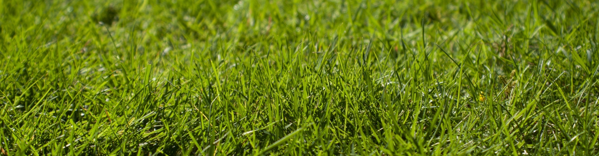 grass