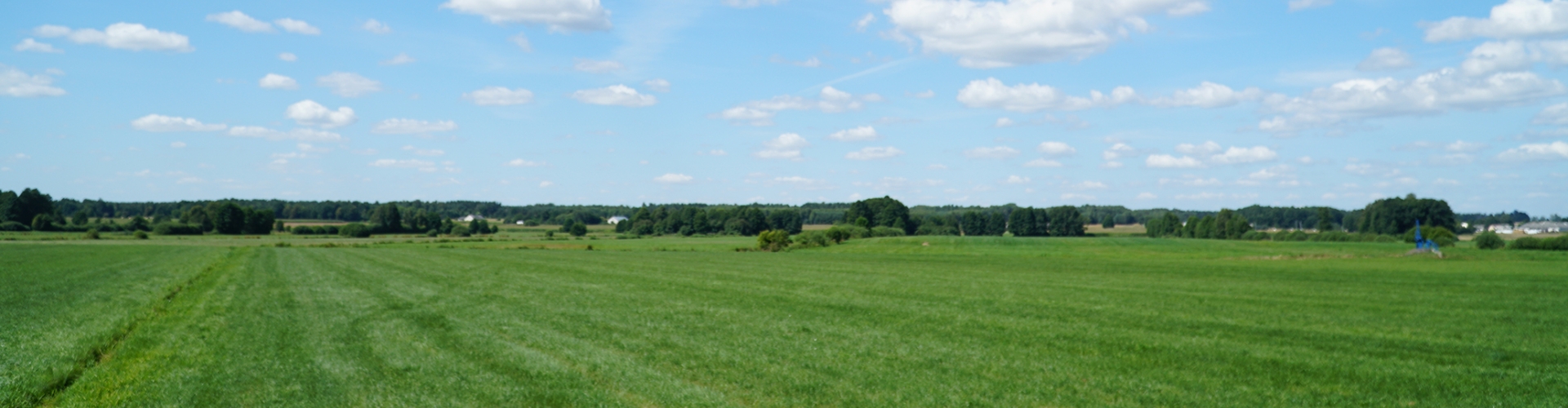 Meadow fescue