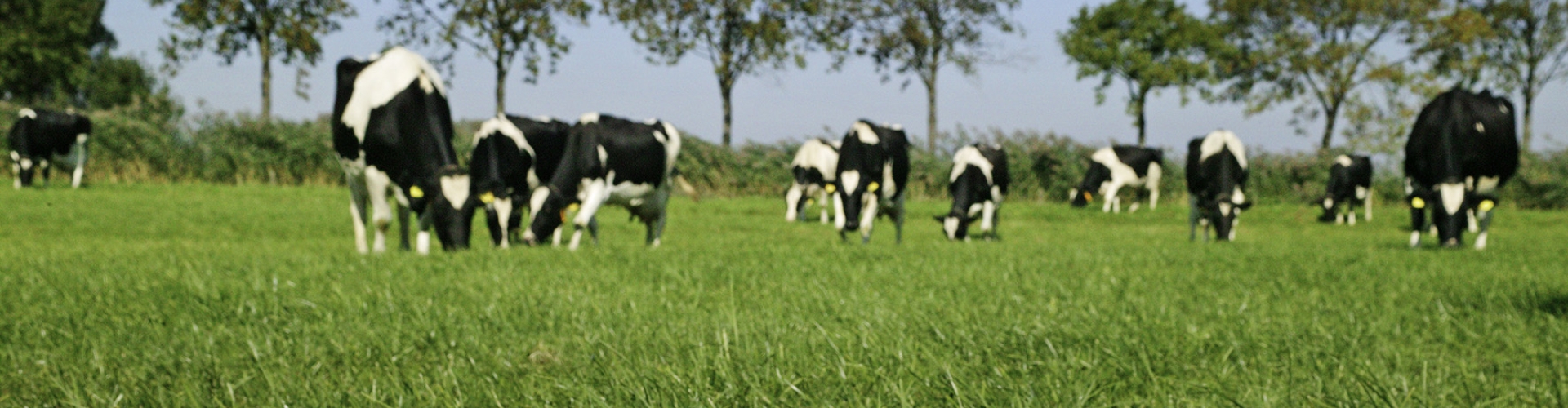 Topgraze EKO