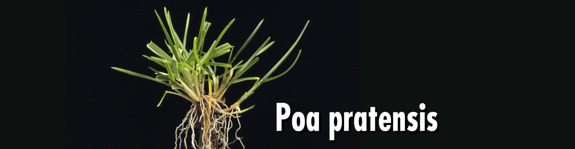 HEADER Poa pratensis 500