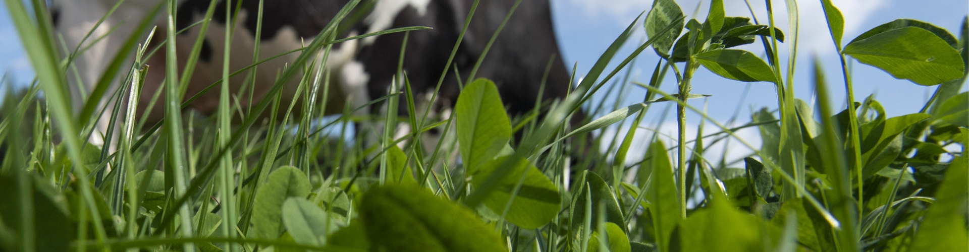 header klaver succesvol telen