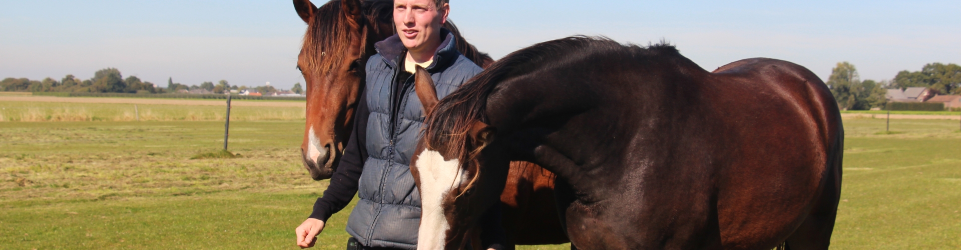 paardengras vs koeiengras 