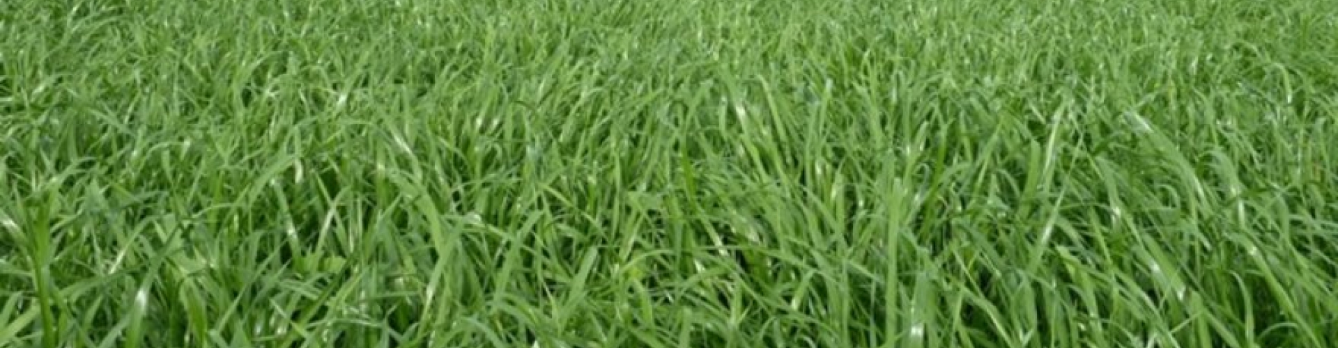 green spirit