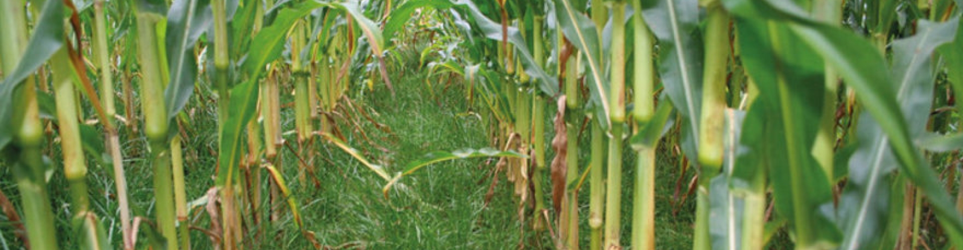 Large_Proterra_Maize_Akkerbouw_HR.jpg