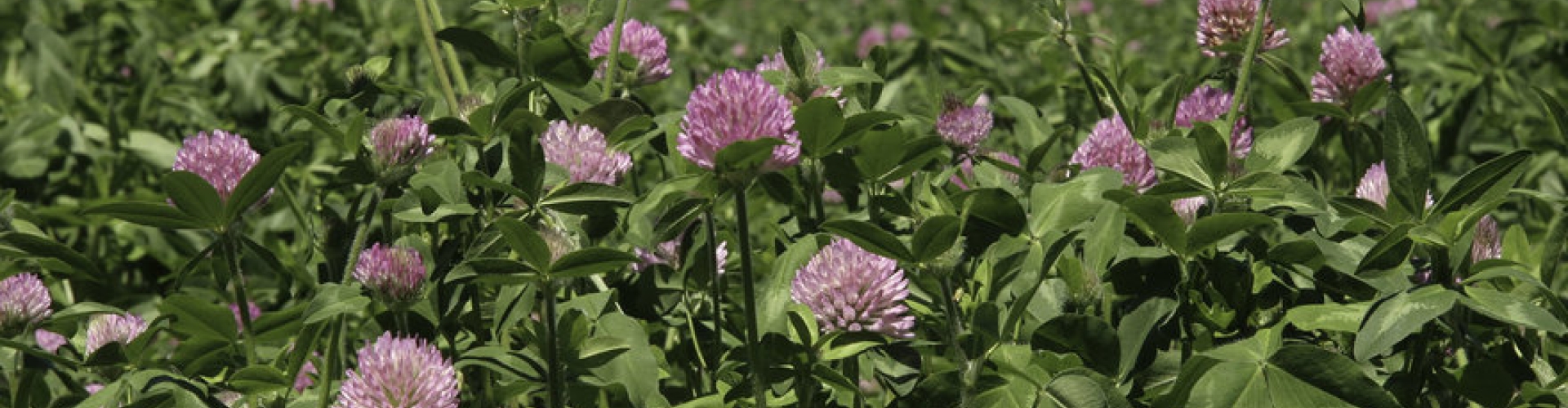 Large_Red_Clover_HR.jpg