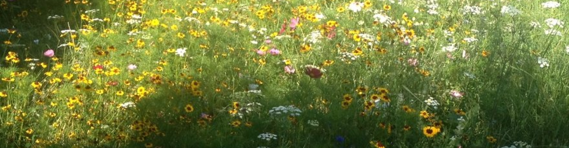 Blumenwiese2013gross.jpg