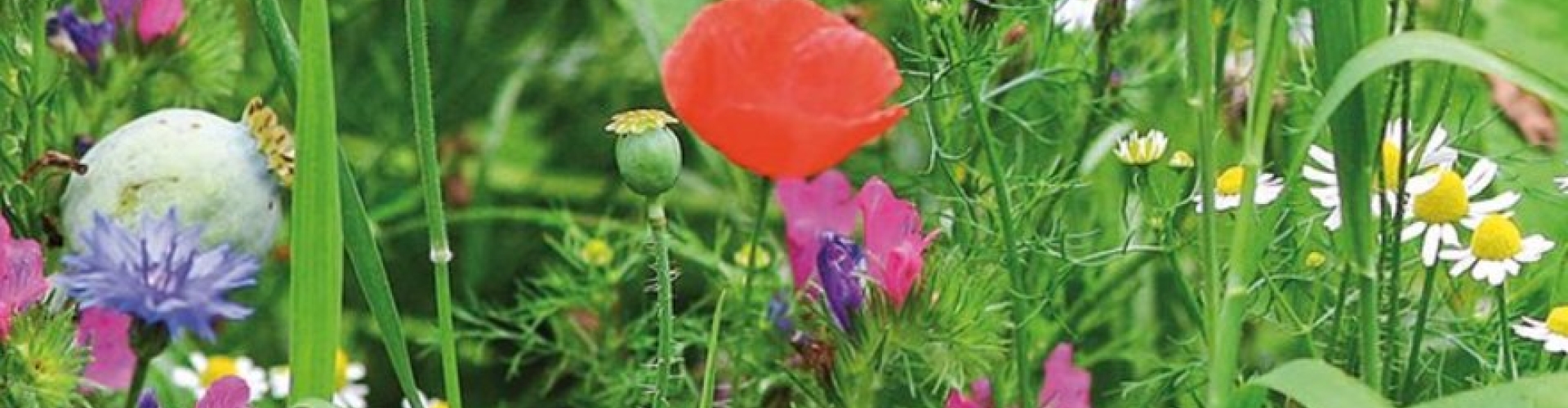 Large_Bloemenmengsels.jpg