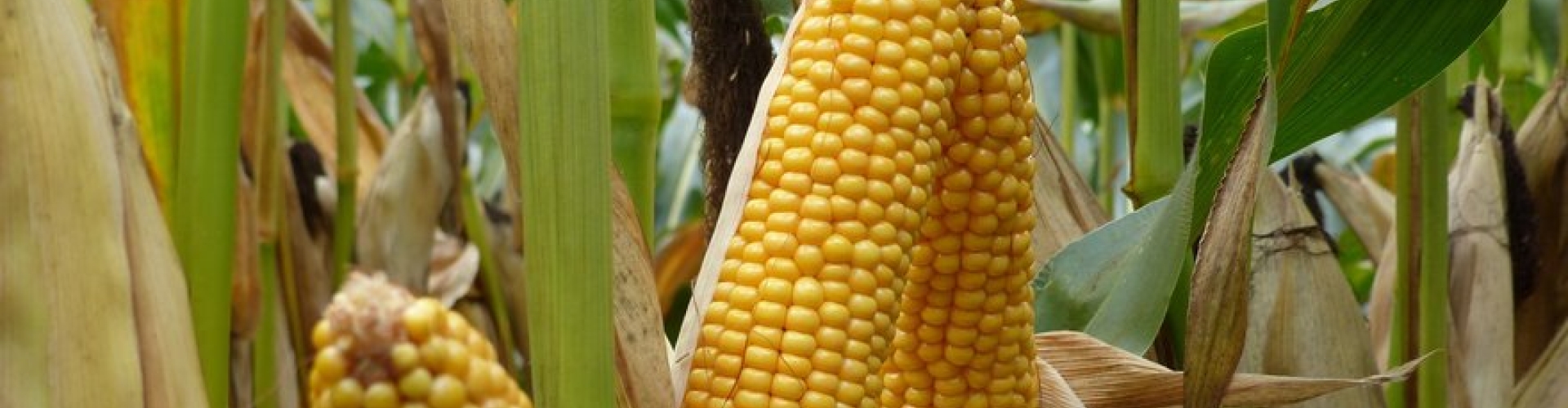 Large_MAS245A