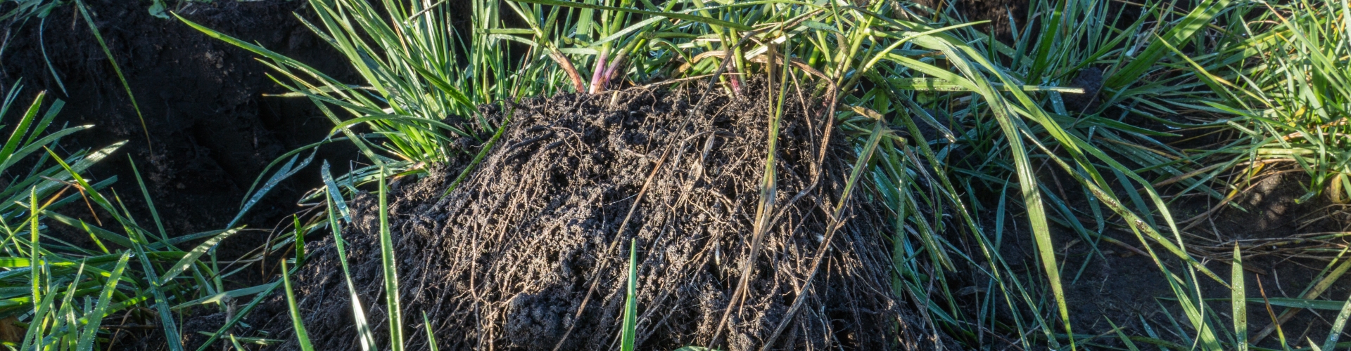 Proterra Maize