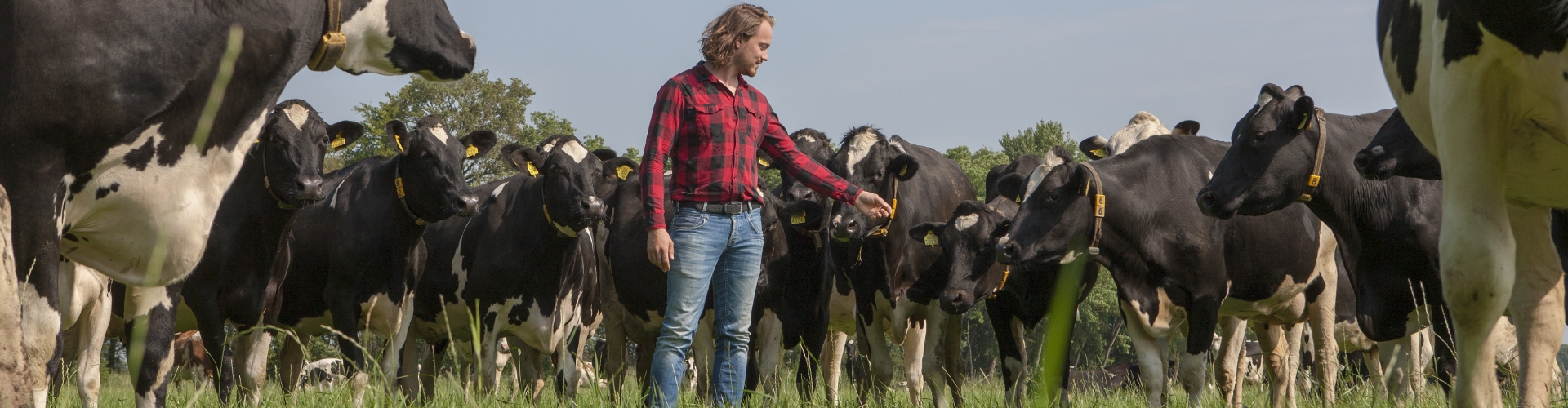 Jaarrond vers gras met weide 365