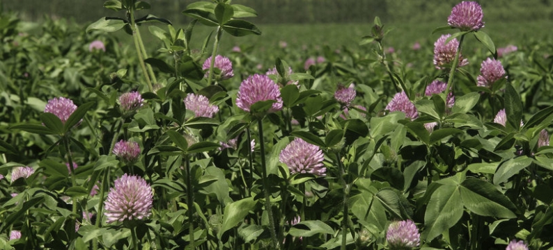Large_Red_Clover_HR.jpg