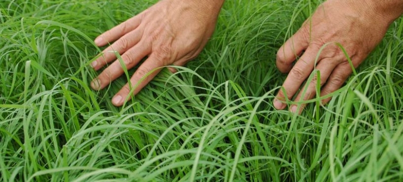 Teff.jpg