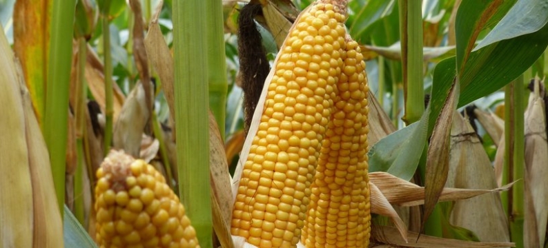 Large_MAS245A