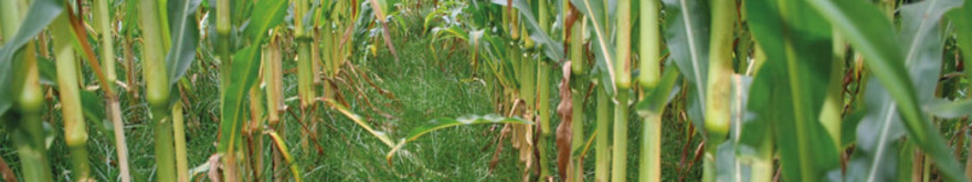 Large_Proterra_Maize_Akkerbouw_HR.jpg