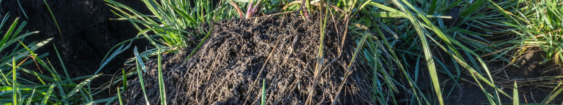 Proterra Maize
