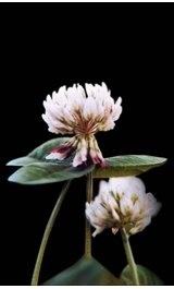 Trifolium repens.jpg